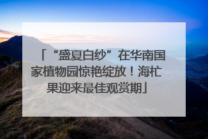 “盛夏白纱”在华南国家植物园惊艳绽放！海杧果迎来最佳观赏期