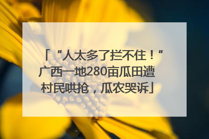 “人太多了拦不住！”广西一地280亩瓜田遭村民哄抢，瓜农哭诉