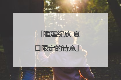 睡莲绽放 夏日限定的诗意
