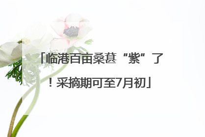临港百亩桑葚“紫”了！采摘期可至7月初