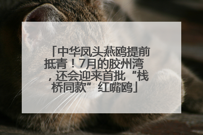 中华凤头燕鸥提前抵青！7月的胶州湾，还会迎来首批“栈桥同款”红嘴鸥