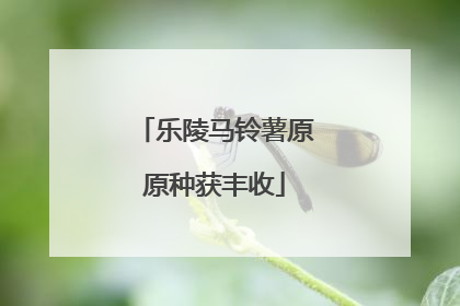 乐陵马铃薯原原种获丰收