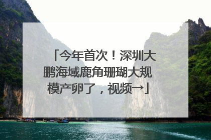 今年首次！深圳大鹏海域鹿角珊瑚大规模产卵了，视频→