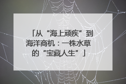 从“海上顽疾”到海洋商机：一株水草的“宝藏人生”