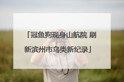 冠鱼狗现身山航院 刷新滨州市鸟类新纪录