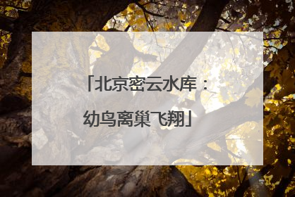 北京密云水库：幼鸟离巢飞翔