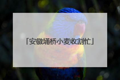 安徽埇桥小麦收割忙