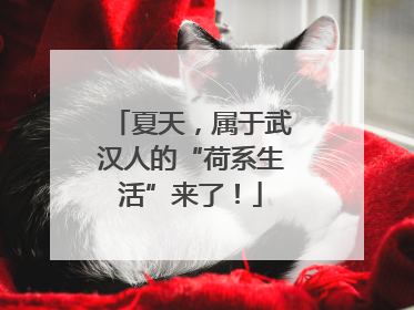 夏天，属于武汉人的“荷系生活”来了！