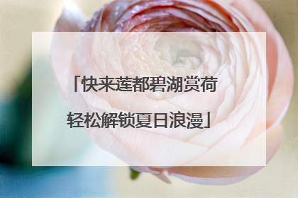 快来莲都碧湖赏荷 轻松解锁夏日浪漫