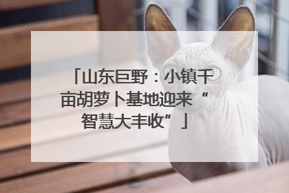 山东巨野：小镇千亩胡萝卜基地迎来“智慧大丰收”
