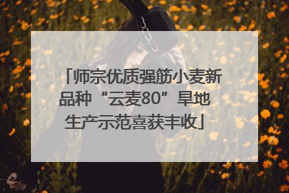 师宗优质强筋小麦新品种“云麦80”旱地生产示范喜获丰收