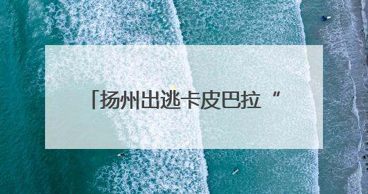 扬州出逃卡皮巴拉“豆包”公开征婚：无须彩礼且有正式编制