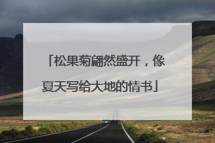 松果菊翩然盛开，像夏天写给大地的情书