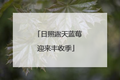 日照露天蓝莓迎来丰收季