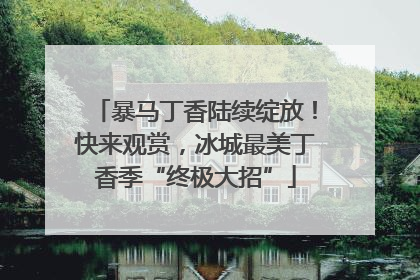 暴马丁香陆续绽放！快来观赏，冰城最美丁香季“终极大招”