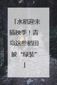 水稻迎来插秧季！青岛这些稻田披“绿装”
