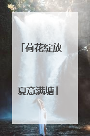 荷花绽放 夏意满塘