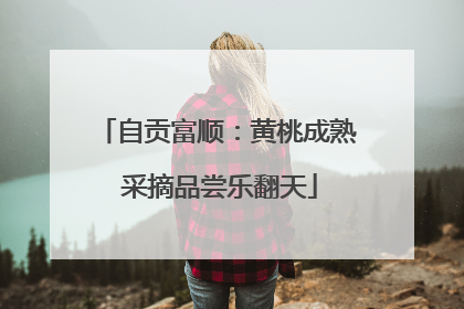 自贡富顺：黄桃成熟 采摘品尝乐翻天