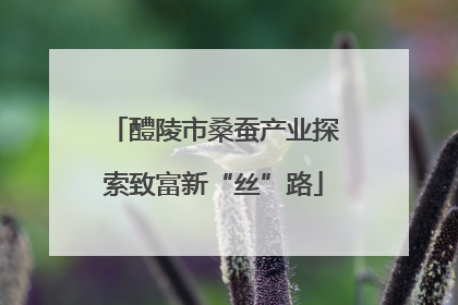 醴陵市桑蚕产业探索致富新“丝”路