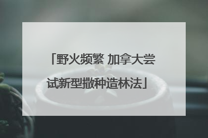 野火频繁 加拿大尝试新型撒种造林法