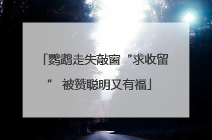 鹦鹉走失敲窗“求收留” 被赞聪明又有福